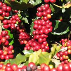 OTHER Coffee Cherry Cluster